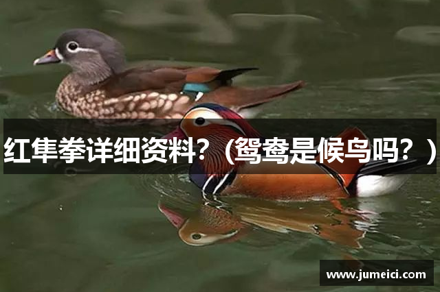 红隼拳详细资料?(鸳鸯是候鸟吗?)