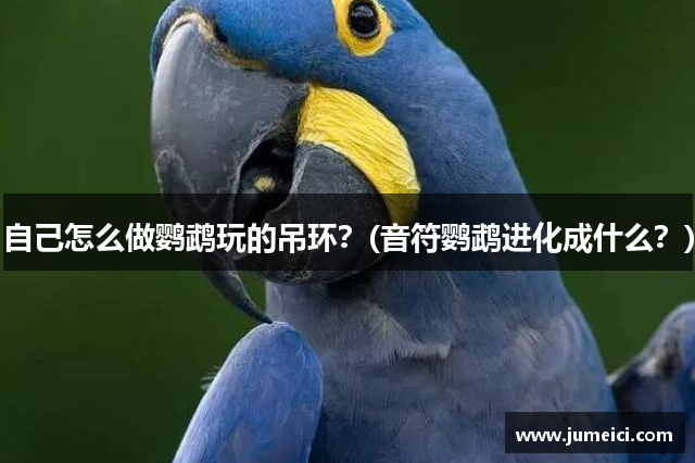 自己怎么做鹦鹉玩的吊环?(音符鹦鹉进化成什么?)